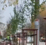 В Калуге на улице Жукова появились новые яблони - Комсомольская Правда