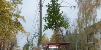 В Калуге озеленяют улицу Маршала Жукова - Телерадиокомпания Ника