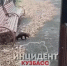 На улице в Кемерове заметили соболя - Газета Комсомольская правда