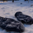 Красраб. Сибирский новостной портал - Газета Красноярский рабочий