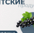 Вятские продукты: смородина – ягодное богатство Кировской области - Министерство здравоохранения
