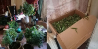 У жителя Покровского района изъято 280 кустов конопли и килограмм марихуаны - Орловский Вестник