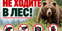 Осипов попросил забайкальцев сообщать о медведях рядом с населёнными пунктами - Забайкальский рабочий