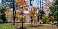 В центре Брянска появились шесть молодых кленов - Комсомольская Правда