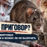 Чума – приговор? Эксперты рассказали о симптомах и можно ли ее вылечить - Bloknot-Rostov.Ru