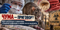 Чума – приговор? Эксперты рассказали о симптомах и можно ли ее вылечить - Bloknot-Rostov.Ru