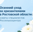 Как сохранить хризантемы до следующего сезона - Октябрьский район