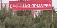 Точки ёлочных базаров в Воронеже начали сдавать в аренду - ГТРК Воронеж