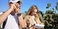 Севастопольские студенты-аграрии начали постигать тонкости виноделия на практике - Комсомольская Правда
