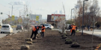 В Усолье-Сибирском на Комсомольском проспекте высадили 300 молодых деревьев - Usolie.Info