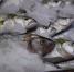 Куменская организация продавала рыбную продукцию неизвестного происхождения - Комсомольская Правда