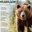 Как вести себя при встрече с медведем - Мошковский район