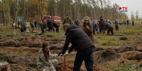 Под Воронежем на месте выгоревшего леса высадили 20 тысяч сосен - TV-Gubernia.Ru
