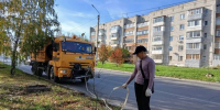 В Ульяновске высадили 320 деревьев с начала осени - Ulpravda.Ru