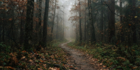 Лесная тропинка на рассвете и лёгкий туман между деревьями в Нижнем Новгороде - Newsroom24.Ru