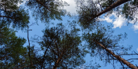 Фото: ПАИ - InformPskov.Ru