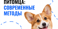 Безопасность питомца во многом зависит от готовности владельца к неожиданным обстоятельствам: иногда достаточно секунды, чтобы животное убежало. - Департамент ветеринарии