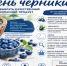 17 октября - День черники. Как выбрать качественный и безопасный продукт? - Роспотребнадзор
