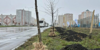 На улице Эдуарда Белана высадили новую аллею из 92 лип - LipetskNews.Ru