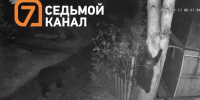 В Красноярском крае предлагают радикально упростить отстрел медведей - Седьмой канал