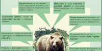 инфографика с изображением бурого медведя в центре и текстовыми блоками с правилами поведения при встрече в лесу - 168.Ru