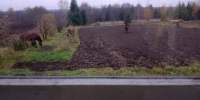 На востоке Вологодской области бесчинствуют лошади - Gorodvo.Ru