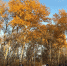 В Оренбурге 17 октября - Ural56.Ru