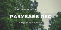 Древняя дубрава площадью в 7 гектаров уцелела в Кимовском районе - Молодой коммунар