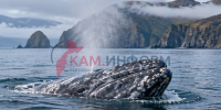 Молодые серые киты на Камчатке не спешат покидать Кроноцкий залив - КамИНФОРМ