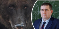 В медвежьей агрессии виновато в том числе изменение климата  | Источник: Александр Ощепков / NGS.RU; Алексей Волхонский / V1.RU - 29.Ru