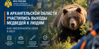 В Архангельской области участились выходы медведей к людям. Как обезопасить себя в лесу - МЧС Архангельской области