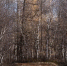 Фото: Роман Чернов/«Ямал-Медиа» - Ямал-Медиа