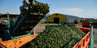 Ключевые факторы успеха белореченского предприятия «Кубань Продукт» - Газета Огни Кавказа