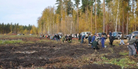Более 15000 саженцев сосны высадили волонтеры под Липецком - Липецкая ГТРК