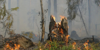 В Авиалесоохране опровергли информацию о масштабном лесном пожаре под Кузнецком - Пенза-Обзор