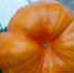 Тыква Антуанетта из Югры заняла второе место спецноминации конкурса «Агрогиганты» - ИД Новости Югры