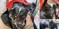 Под Белгородом безнадзорный алабай устроил кровавую схватку - Fonar.Tv