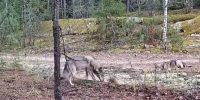 Осторожные и скрытные волки Марий Эл наконец попали в объектив фотоловушки - Марийская правда
