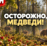 В Калужской области нашли следы медвежьей семьи - Телерадиокомпания Ника