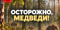 В Калужской области нашли следы медвежьей семьи - Телерадиокомпания Ника