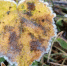 В ночь на понедельник в Ленобласти температура опустится до -5 - Кингисепп-сегодня.рф