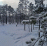 Новогодний лес. Фото из архива автора. - KaspyInfo.Ru