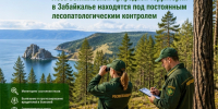 Леса Байкальской природной территории в Забайкалье находятся под постоянным лесопатологическим контролем - Рослесозащита