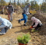 Молодые лиственницы пополнили зеленые массивы Сахалинской области - CitySakh.Ru