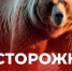 Памятка как избежать встречи с медведем. - Администрация Солтонского района