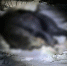image - GazetaRB.Ru