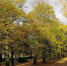 park-surrounded-by-trees-covered-colorful-leaves-autumn-poland - ТРК Щелково
