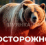 Внимание: бурый медведь! - Шуйские Известия