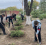 «Зелёный десант»: ученики школы № 23 высадили хвойные деревья - Октябрьский район