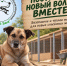 Приют «Белый Бим» просит помощи костромичей на новый вольер - K1News.Ru
